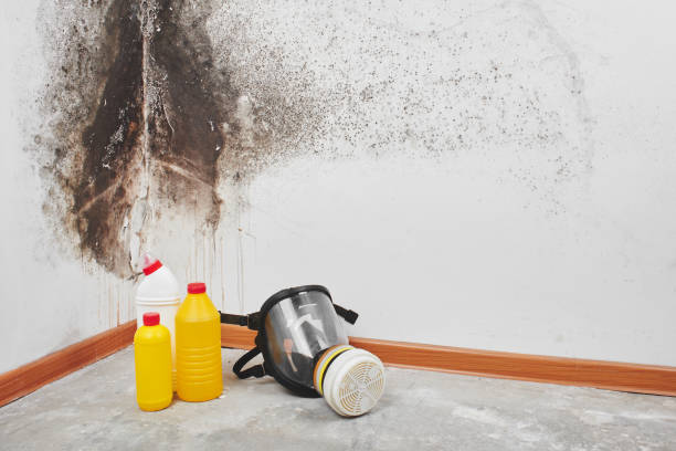 Reliable Mountain Home, NC Mold Removal Solutions