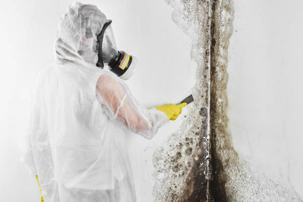Best Mold Removal Process  in Mountain Home, NC