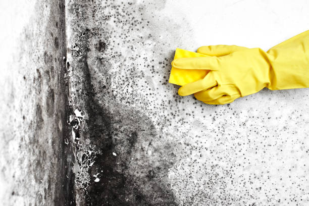 Mold Removal and Inspection in Mountain Home, NC