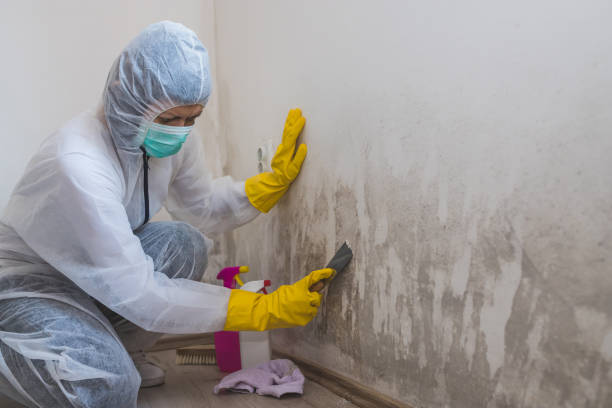 Best Fast Mold Removal  in Mountain Home, NC