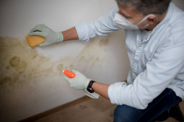 Best Mold Removal Company Near Me  in Mountain Home, NC