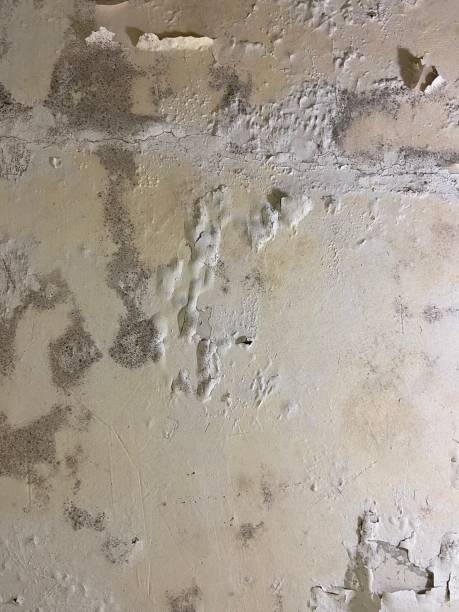Best Emergency Mold Removal  in Mountain Home, NC