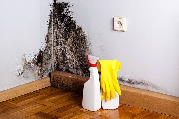 Best Same-Day Mold Removal  in Mountain Home, NC